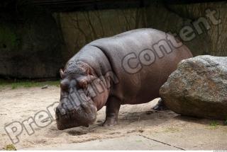 Hippo 0061